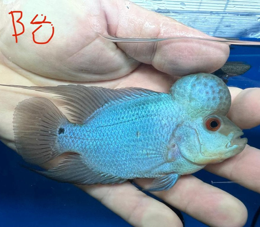 Blue Thai Silk Flowerhorn Cichlid (Cichlasoma sp)