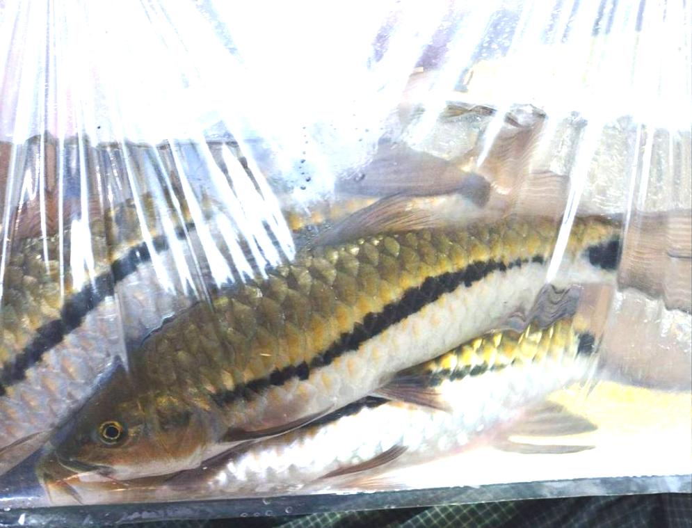 Stevensonii Mahseer (Neolissochilus stevensonii)