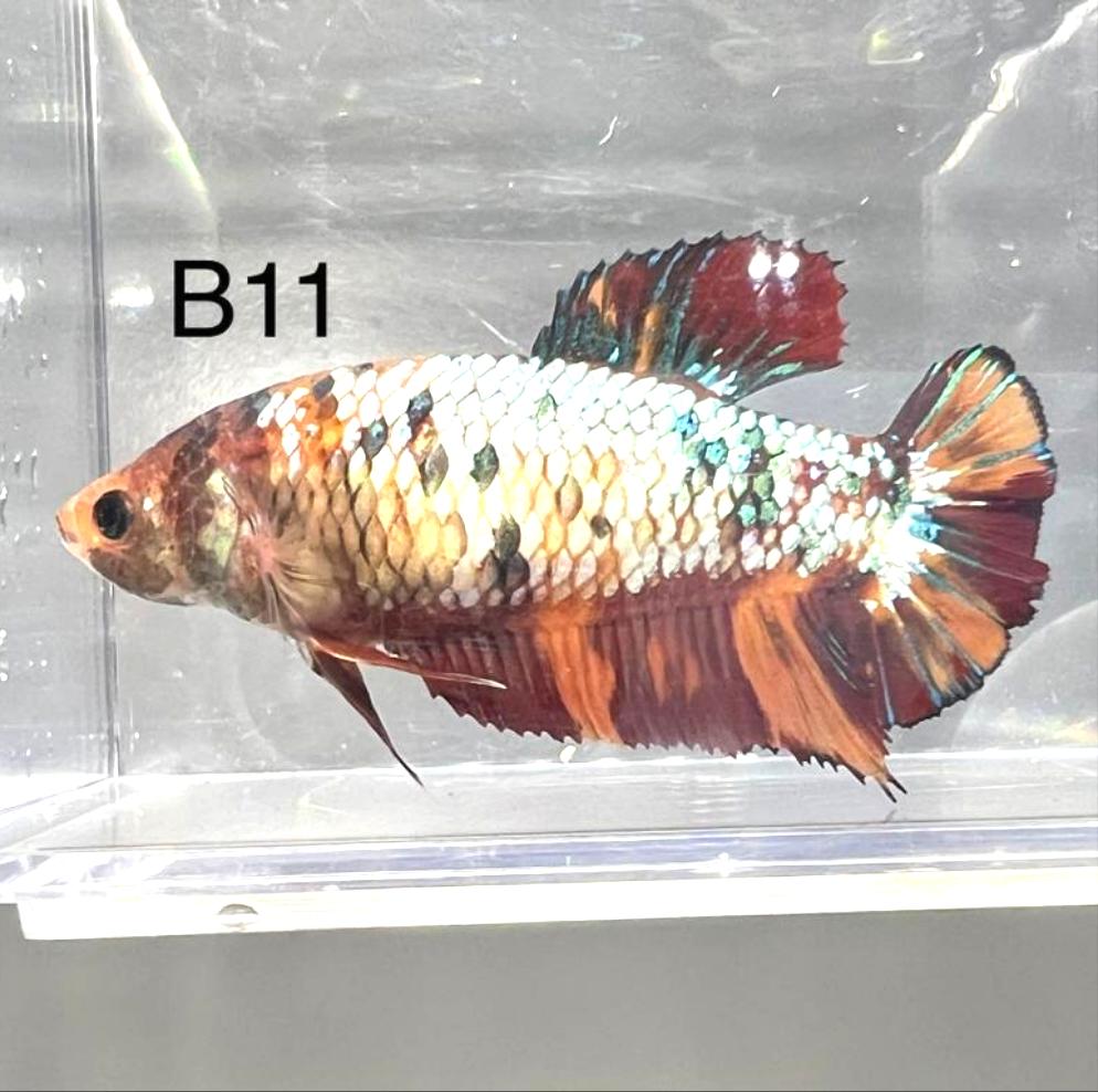 Candy Nemo Galaxy Koi Plakat Betta Fish (Betta splendens)