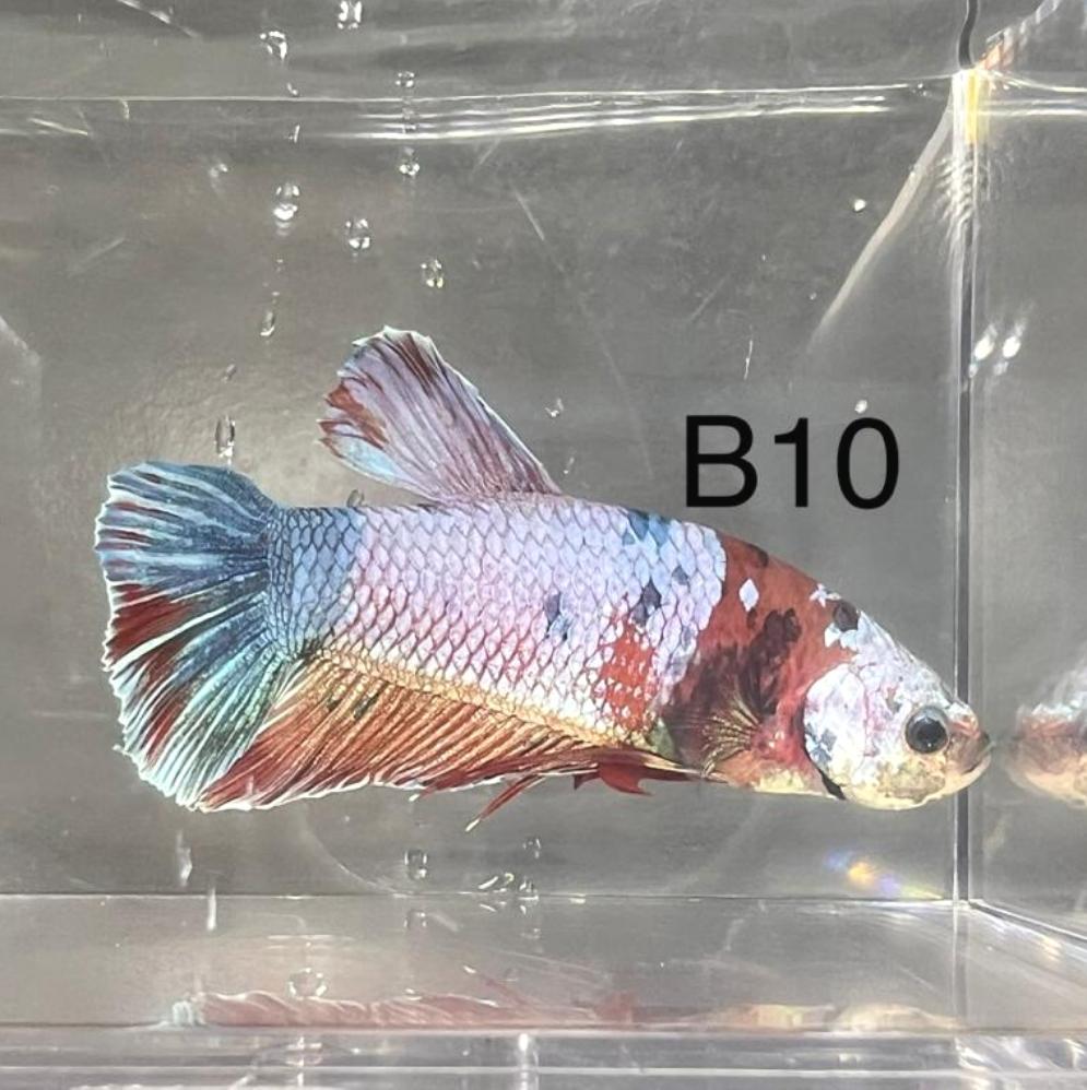 Candy Nemo Galaxy Koi Plakat Betta Fish (Betta splendens)