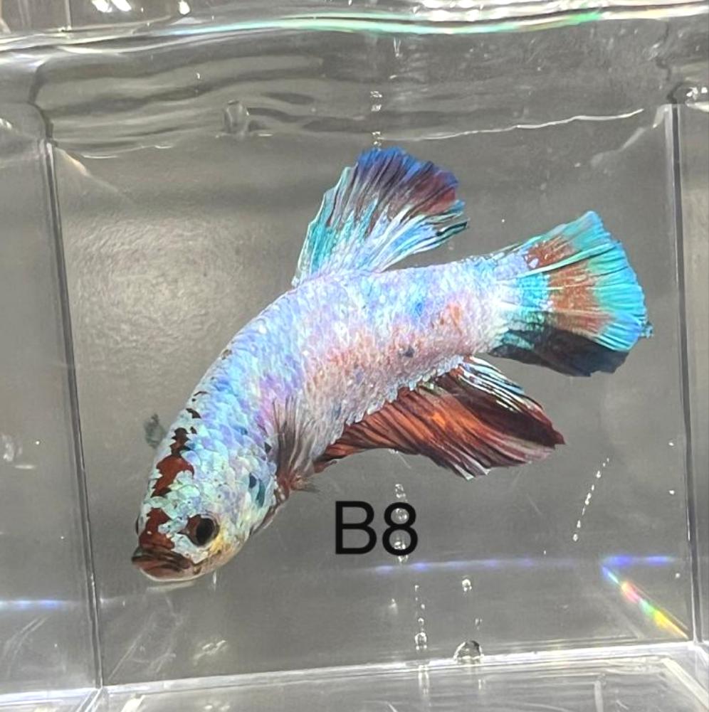 Candy Nemo Galaxy Koi Plakat Betta Fish (Betta splendens)