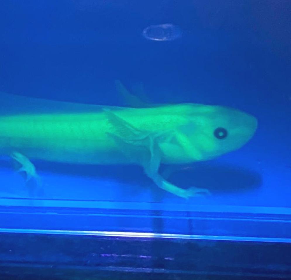 Leucistic GFP Lucy Axolotl (Ambystoma mexicanum)