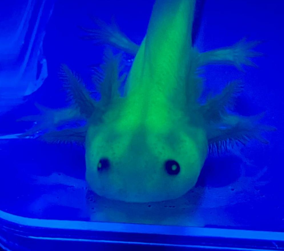Leucistic GFP Lucy Axolotl (Ambystoma mexicanum)