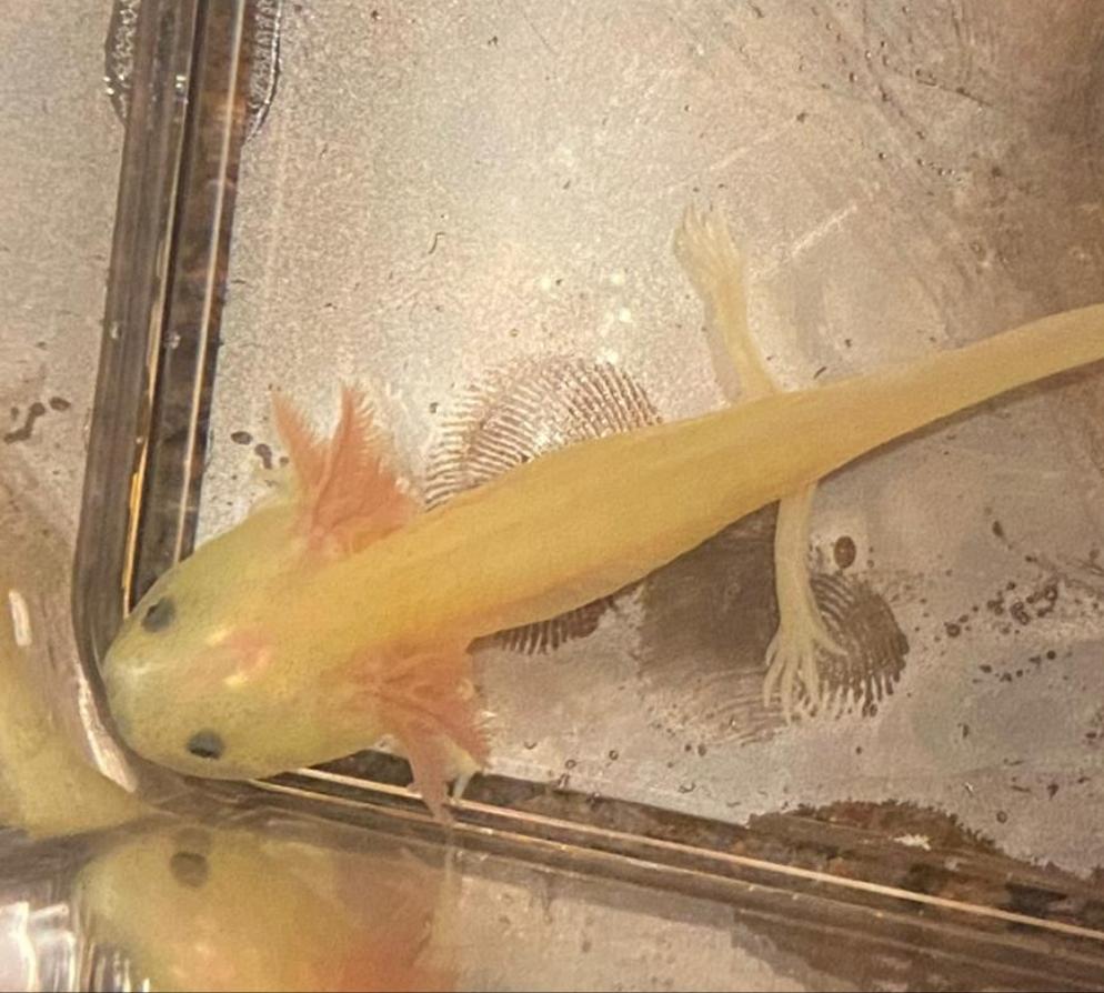 Leucistic GFP Lucy Axolotl (Ambystoma mexicanum)