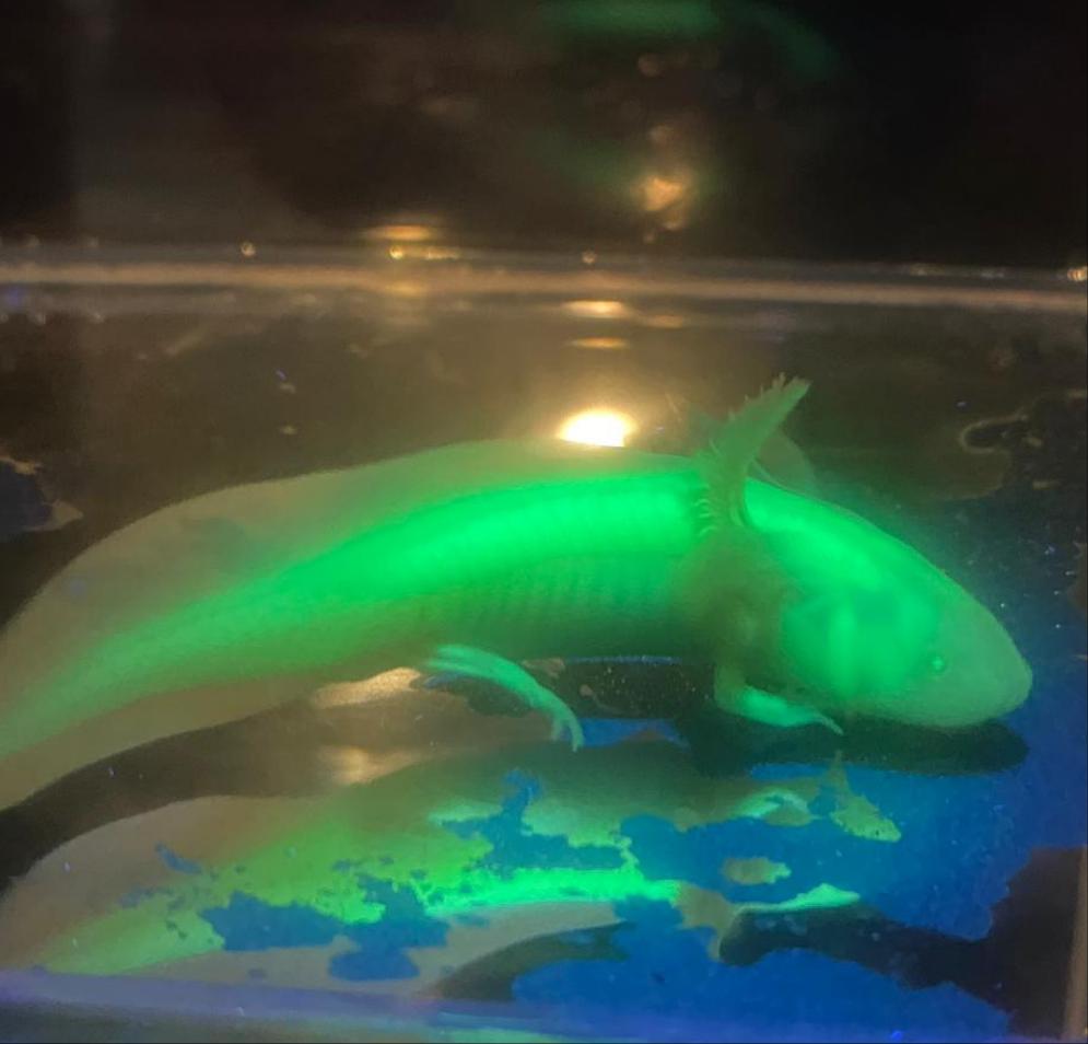 Albino GFP Axolotl (Ambystoma mexicanum)