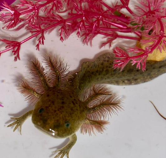 Wild Axolotl (Ambystoma mexicanum)