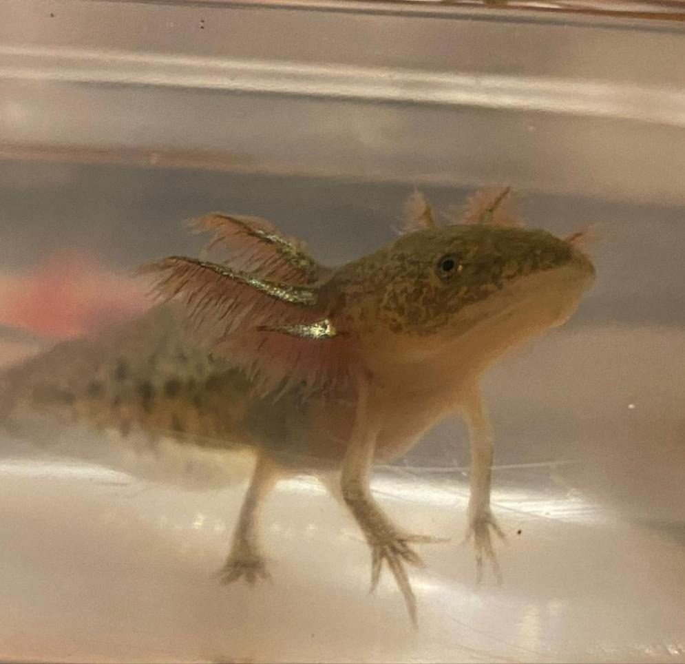 Wild Axolotl (Ambystoma mexicanum)