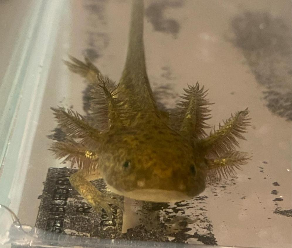 Wild GFP Glow in the Dark Axolotl (Ambystoma mexicanum)