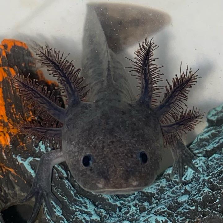 Black Melanoid Axolotl (Ambystoma mexicanum)