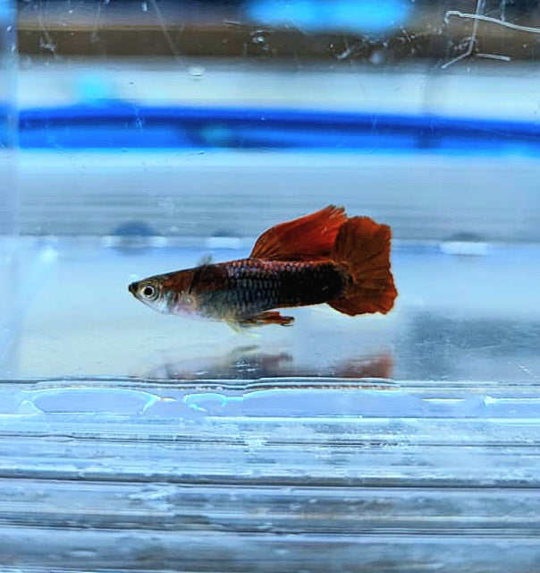 Red Rose Guppy (Poecilia reticulata)