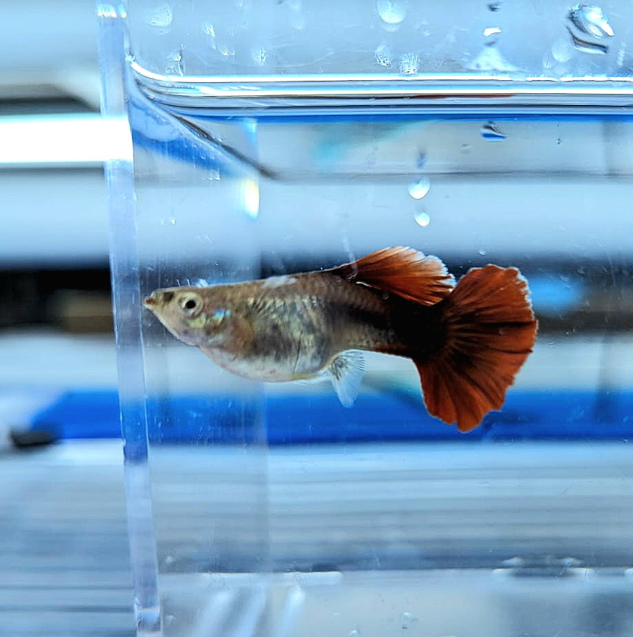 Red Rose Guppy (Poecilia reticulata)