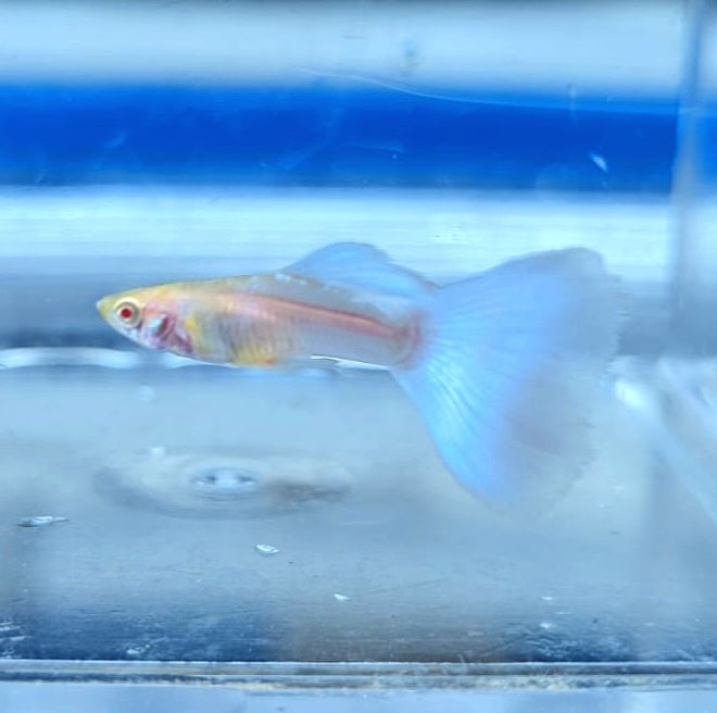 Albino Sky Blue Guppy (Poecilia reticulata)