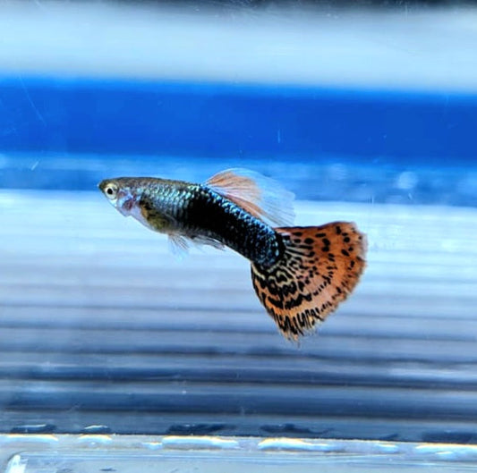 Tuxedo Red Dragon Guppy (Poecilia reticulata)