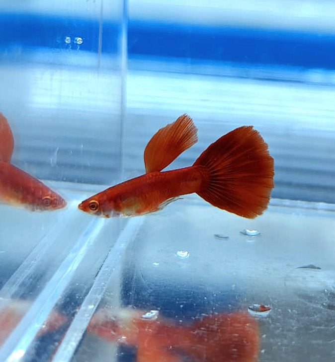 Albino Full Red Guppy (Poecilia reticulata)