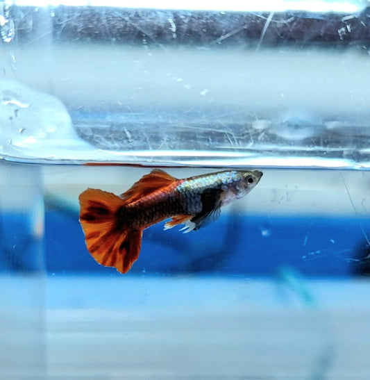 Platinum Dumbo Red Tail Guppy (Poecilia reticulata)