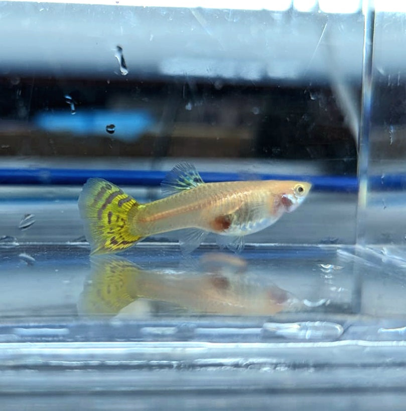 Albino Yellow Cobra Guppy (Poecilia reticulata)