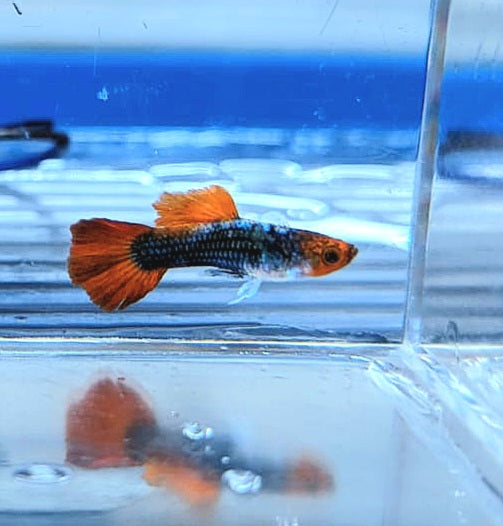 Tuxedo Koi Guppy (Poecilia reticulata)