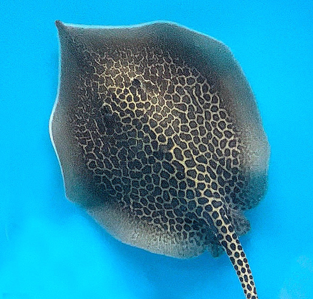 Marble Whiptail Stingray (Fluvitrygon oxyrhynchus)