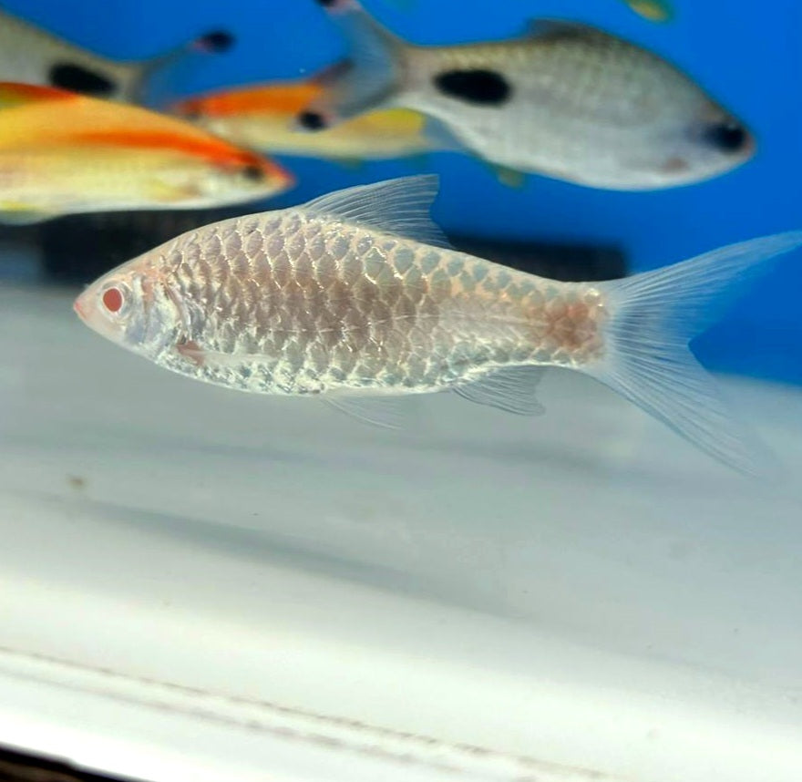 Albino Mascara Barb (Dawkinsia assimilis)