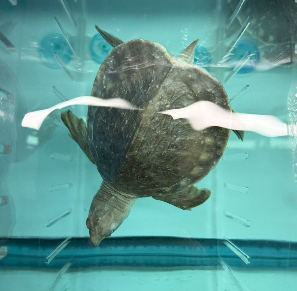 Fly River Turtle (Carettochelys insculpta)