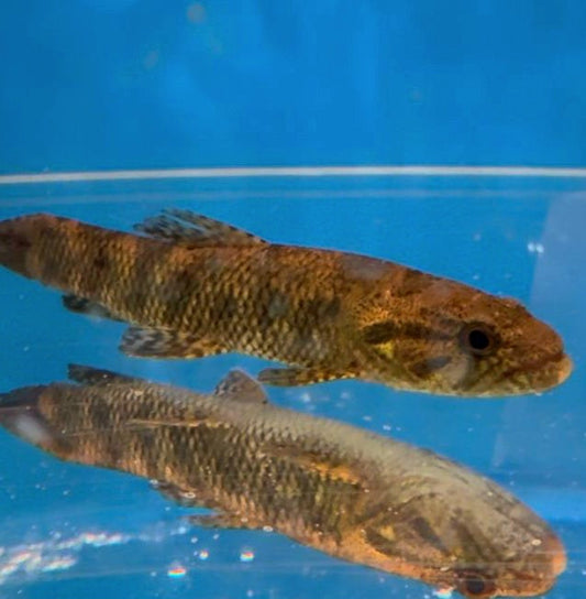 Australis Wolf Fish (Hoplias australis)