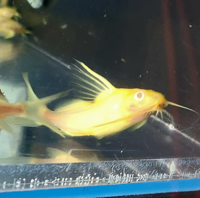 Albino Featherfin Synodontis Catfish (Synodontis eupterus)