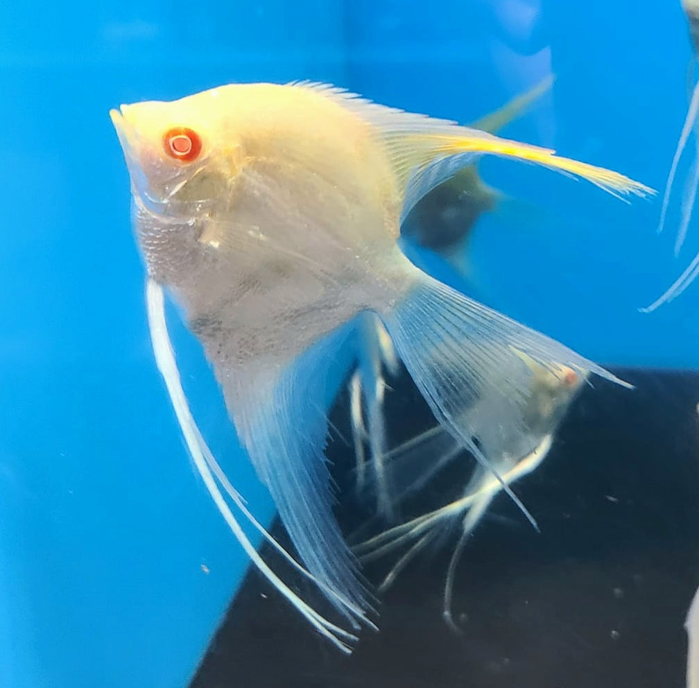 Albino Golden Veiltail Angelfish (Pterophyllum scalare)