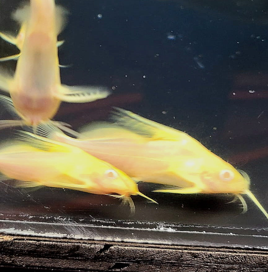Albino Featherfin Synodontis Catfish (Synodontis eupterus)