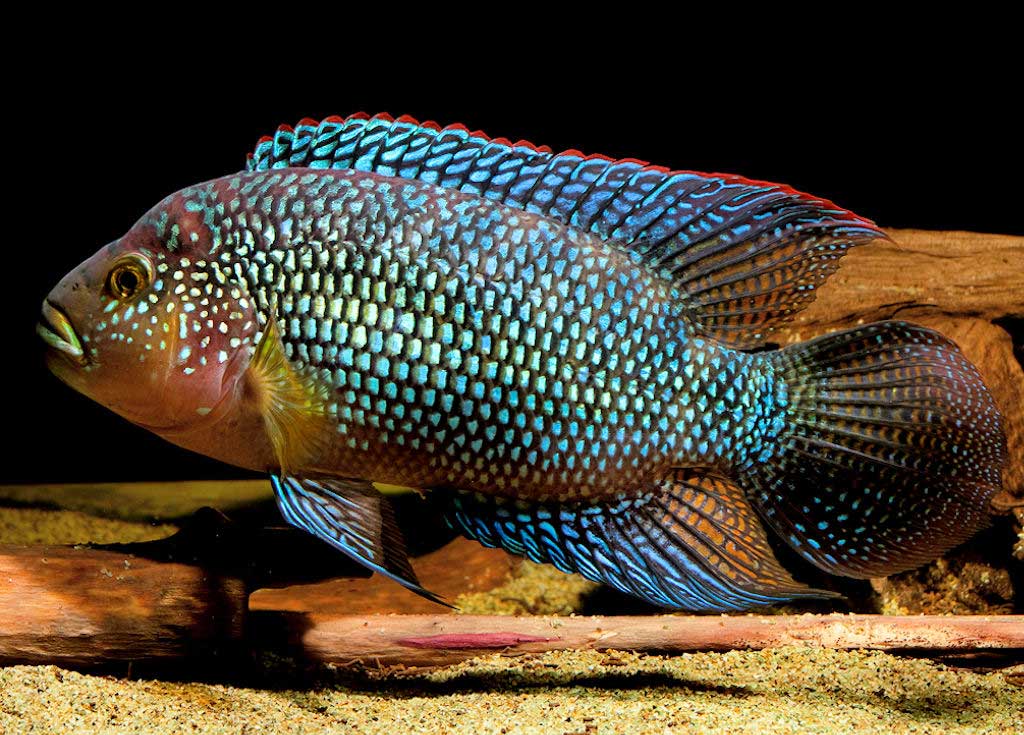 Jack Dempsey Cichlid (Rocio octofasciata)