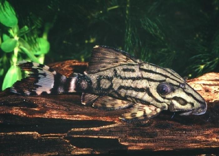 L191 Broken Line Royal Pleco (Panaque nigrolineatus)