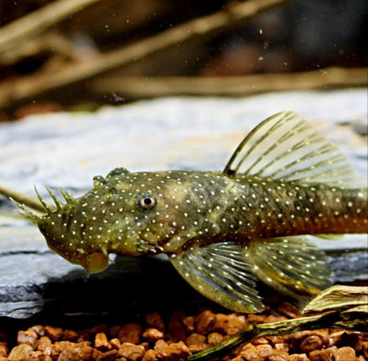 L032 Aguaboa Bushynose Pleco (Ancistrus aguaboensis)
