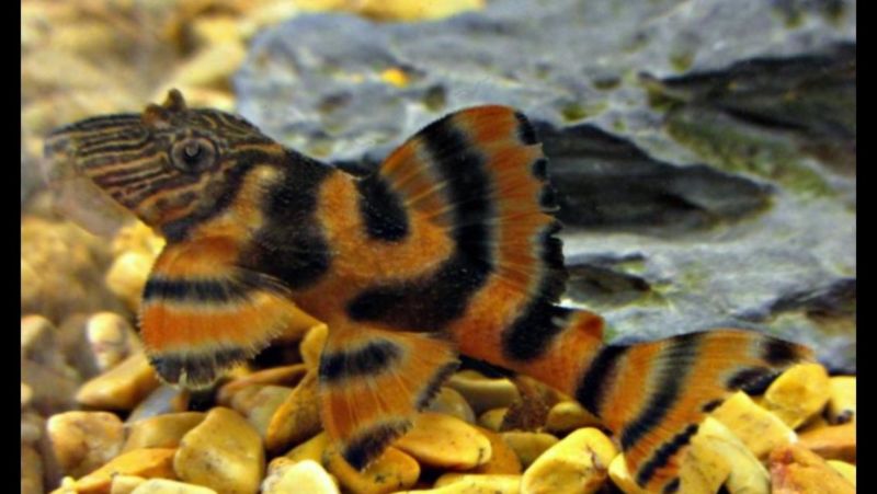 L397 Alenquer Tiger Pleco (Panaqolus sp.)