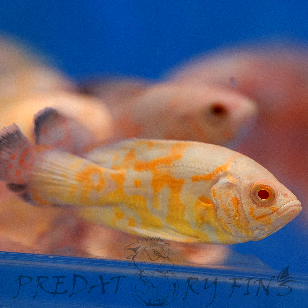 Lemon Tiger Oscar Cichlid (Astronotus ocellatus)