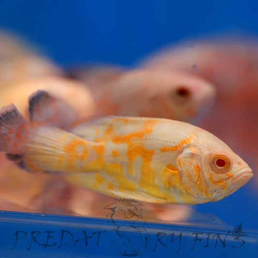 Lemon Tiger Oscar Cichlid (Astronotus ocellatus)