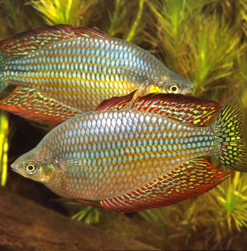 Checkered Ornate Rainbowfish (Melanotaenia splendida inornata)