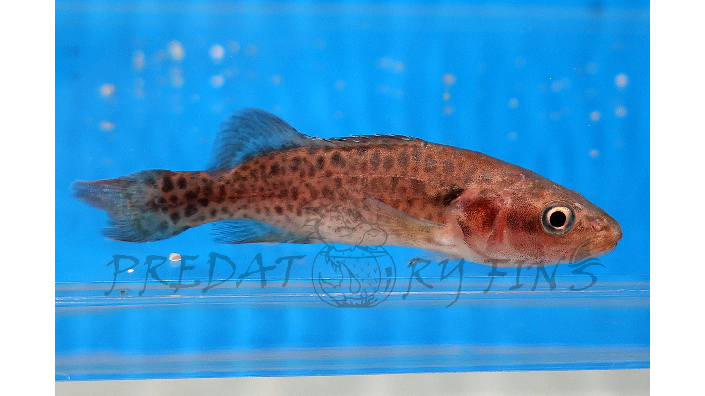Murray Cod (Maccullochella peelii)