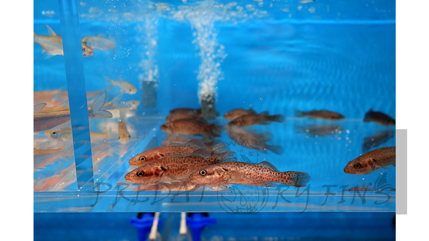 Murray Cod (Maccullochella peelii)