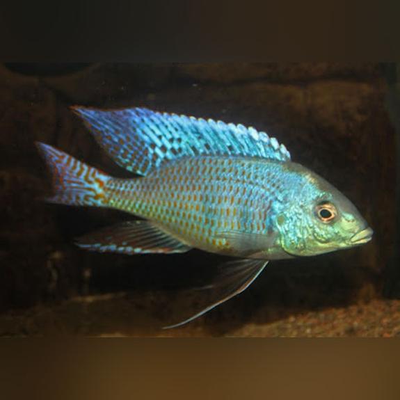 Ericotaenia Hap Cichlid (Mylochromis ericotaenia)
