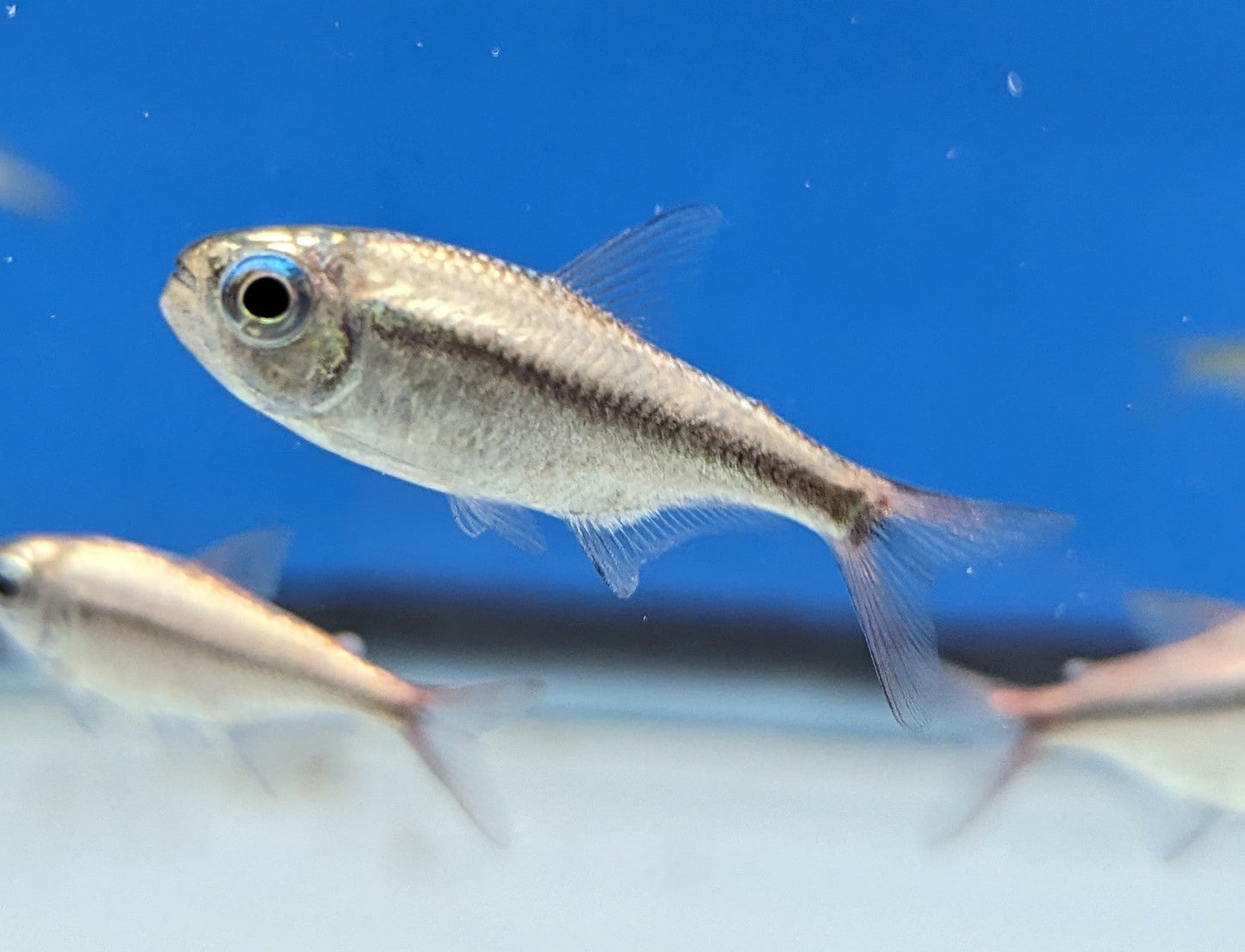 Platinum Lapis Tetra (Hyphessobrycon cyanotaenia)