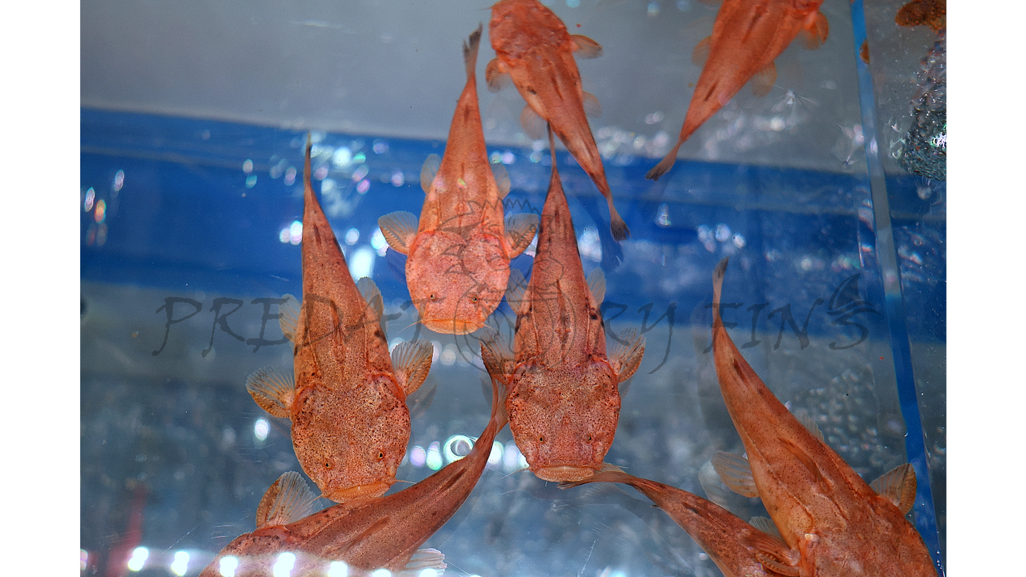 Pacman Catfish (Lophiosilurus alexandri)