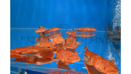 Pacman Catfish (Lophiosilurus alexandri)