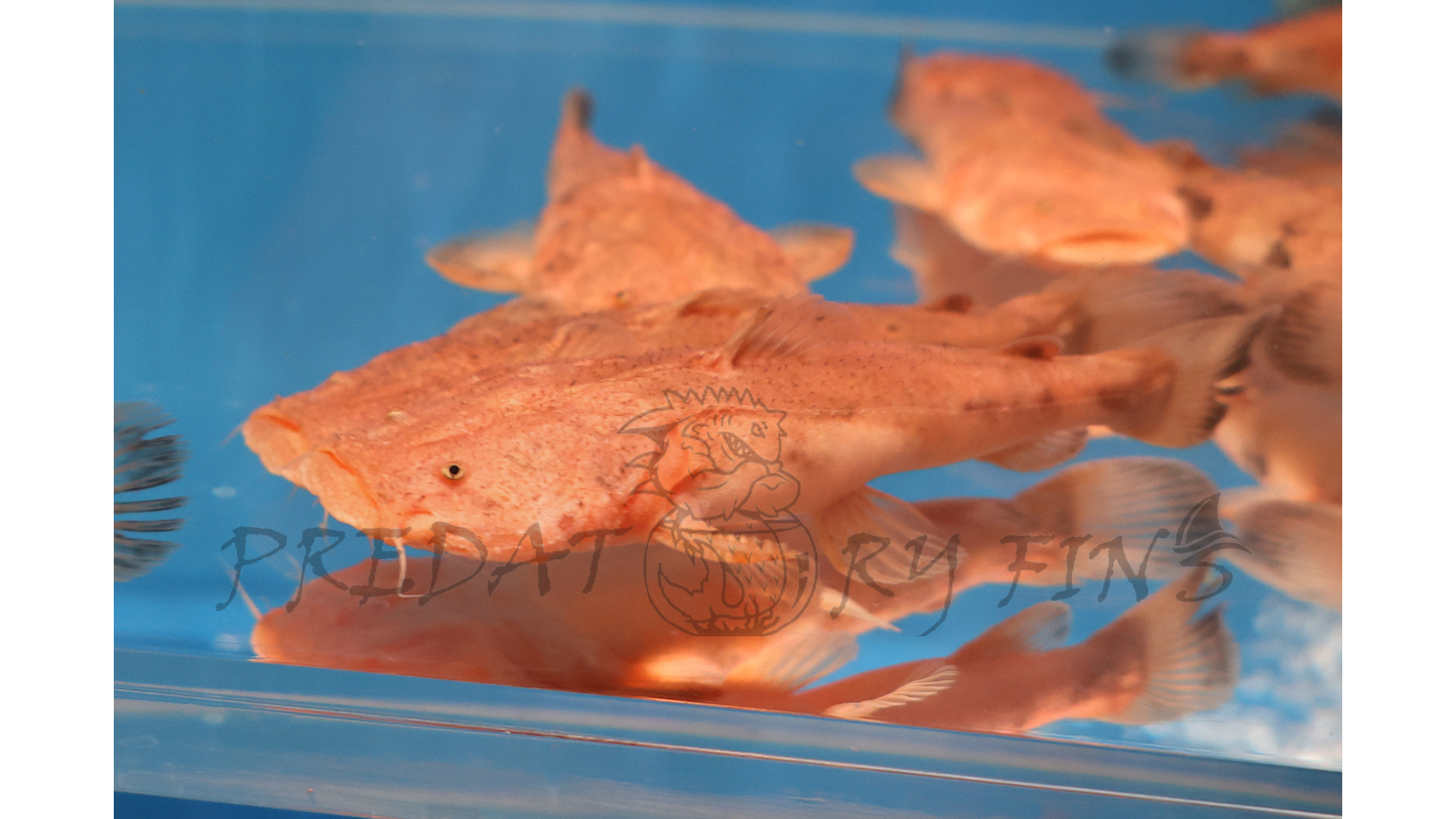 Pacman Catfish (Lophiosilurus alexandri)