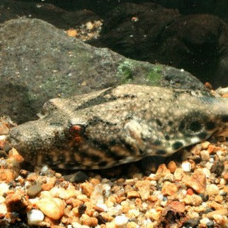 Mekong Arrowhead Puffer (Pao suvattii)