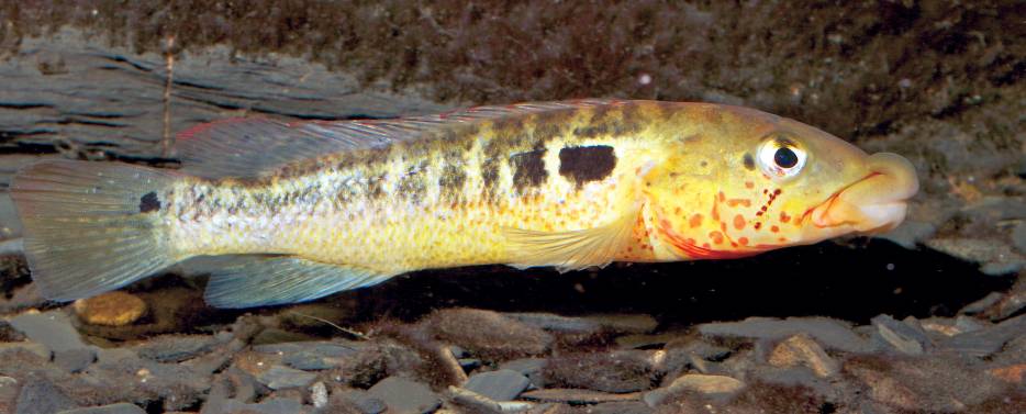Big Lip Pike Cichlid (Crenincichla tendybaguassu)