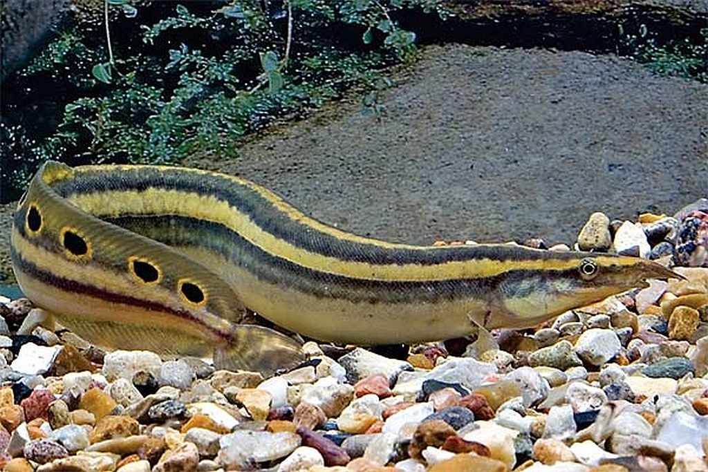 Peacock Eel (Macrognathus siamensis)
