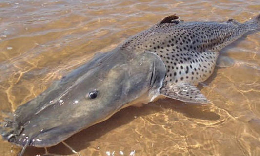 Giant Spotted Tiger Shovelnose Catfish (Pseudoplatystoma corruscans sp)