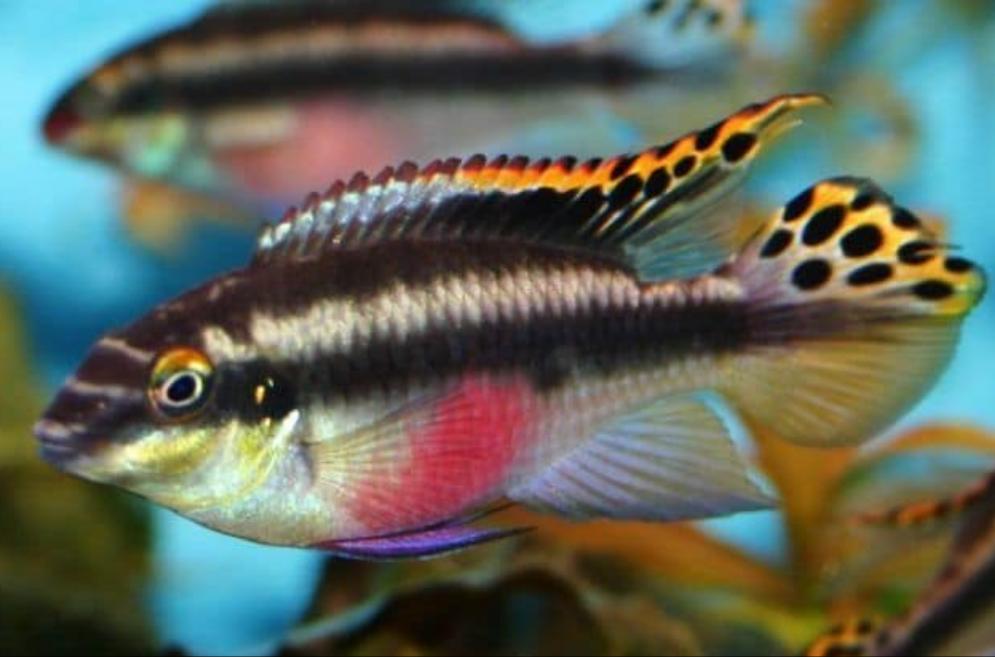 Nigerian Red Kribensis Cichlid (Pelvicachromis taeniatus)