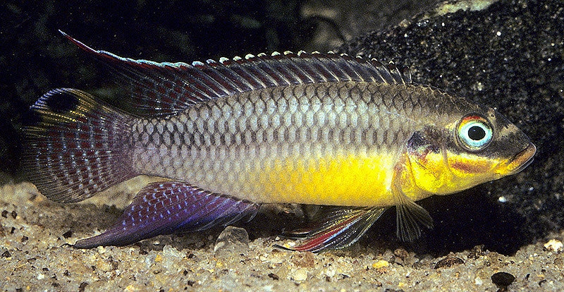 Nigerian Yellow Kribensis Cichlid (Pelvicachromis taeniatus)