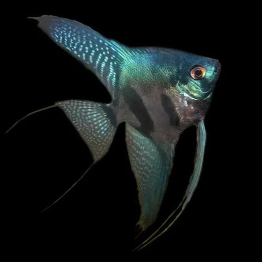 Green Face Pinoy Angelfish (Pterophyllum scalare)