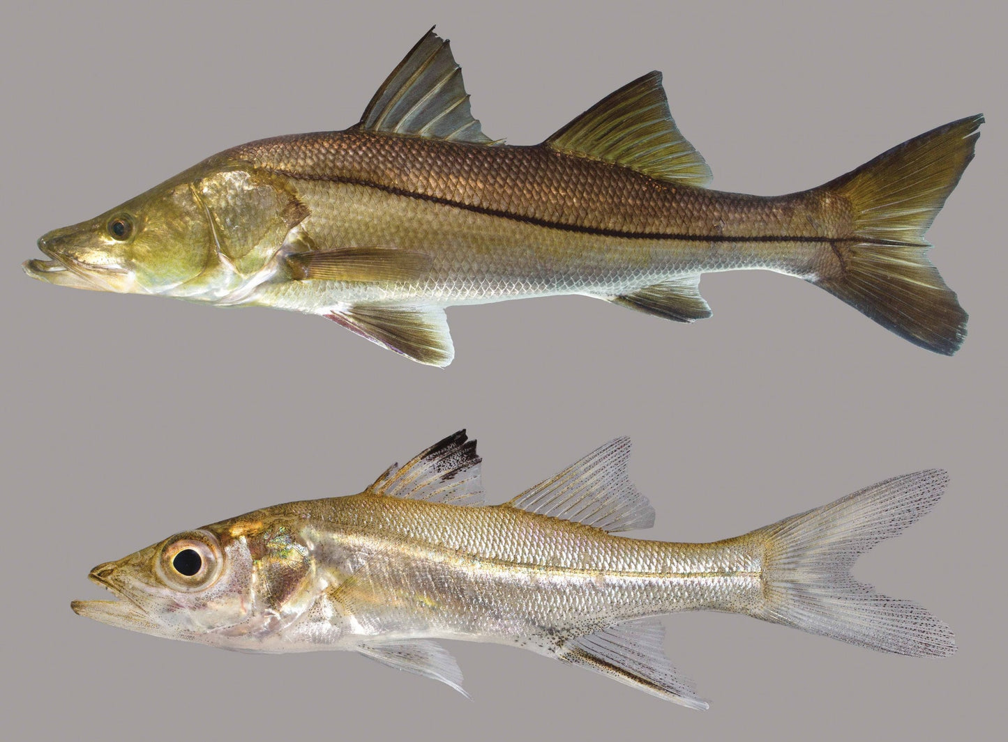 Snook (Centropomus undecimalis)